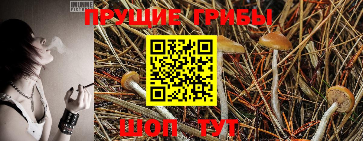 Галлюциногенные грибы Psilocybine cubensis  Вход с VPN  Великие Луки  Псилоцибиновые грибы Psilocybe 
